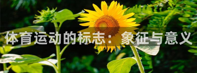 凯发官方平台体育:体育运动的标志:象征与意义